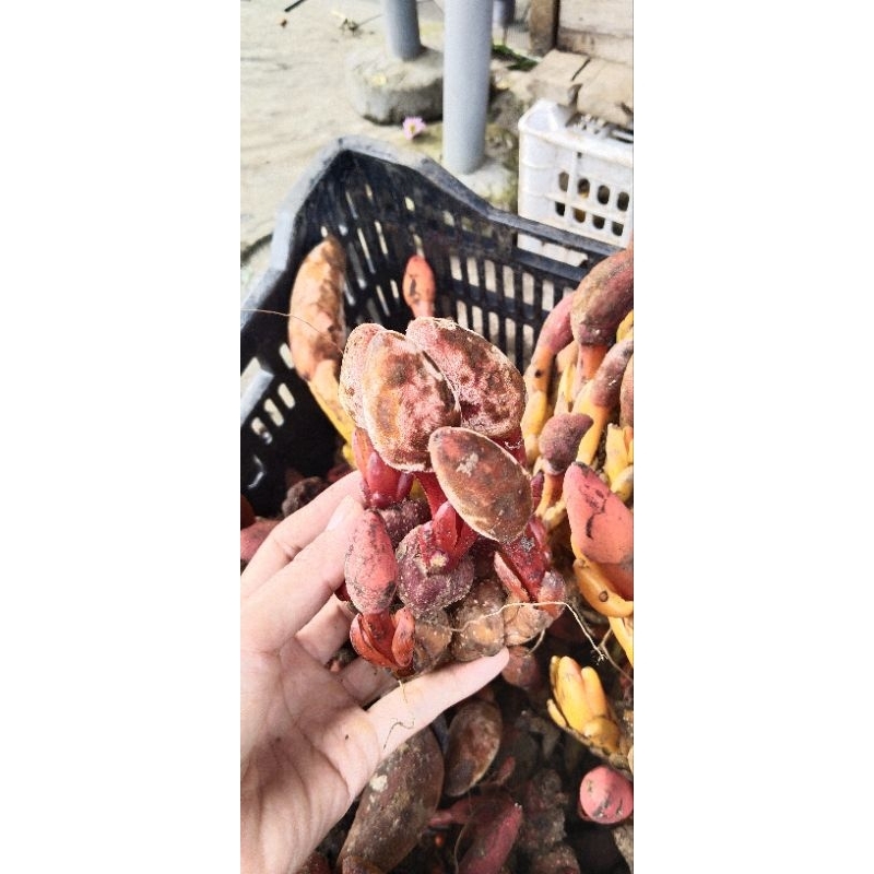 1kg nấm ngọc cẩu tươi