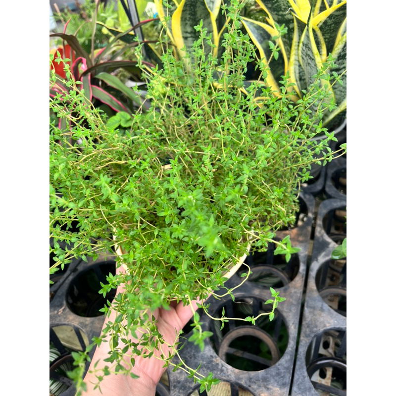 Xạ Hương (Cỏ Xạ Hương), cây hương liệu dùng làm gia vị, chế biến thức ăn, thức uống, trồng trong nhà