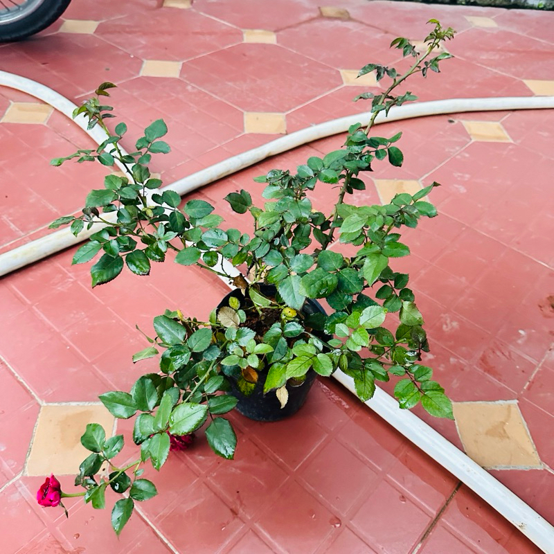 Hoa hồng leo Republic de Montmartre rose - cây khỏe, màu đỏ, hoa thơm
