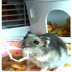 Cua Sợi Cho Hamster, Sóc_ Cua Tuyết Sợi Thức Ăn Bổ Dưỡng Cho Hamster, Sóc_CaCopetshop