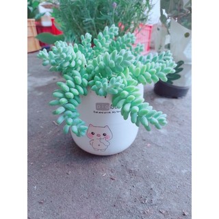 Chậu Cây Hoa Chuỗi Ngọc