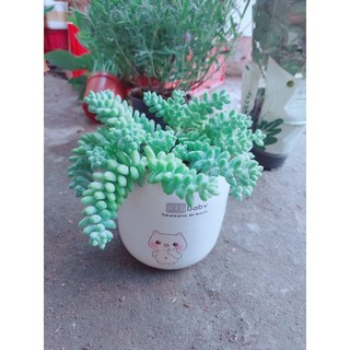 Chậu Cây Hoa Chuỗi Ngọc