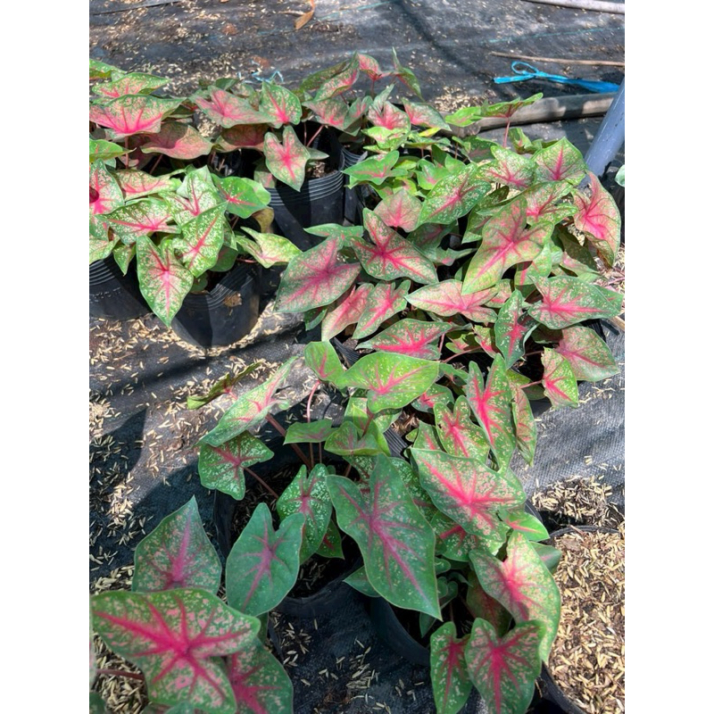 Cây Môn gân hồng