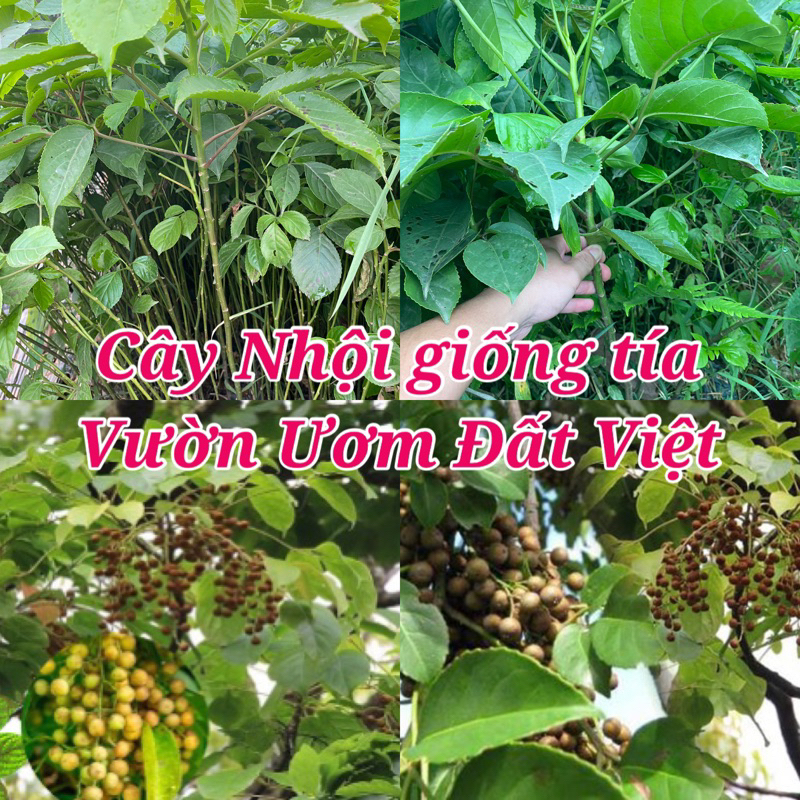 Cây Nhội giống tía ăn lá , cây cao 35-45cm ( mua 10 cây tặng 1 ) #cây_giống #cây_nhội