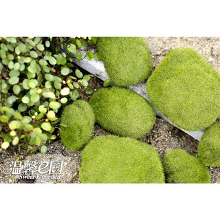 Đá Rêu, Đá Phủ Rêu Xanh Mô Phỏng (Nhiều size) Nemo Decor