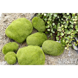 Đá Rêu, Đá Phủ Rêu Xanh Mô Phỏng (Nhiều size) Nemo Decor