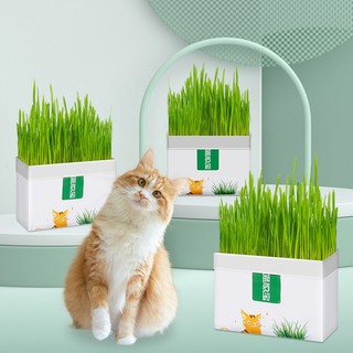 Bộ kit hạt giống cỏ cho mèo thú cưng - thức ăn cho mèo giúp tiêu búi lông dễ dàng sử dụng  [PD PET]