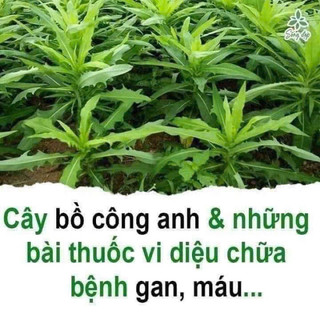 Cây bồ công anh 1 kg lá khô nguyên chất