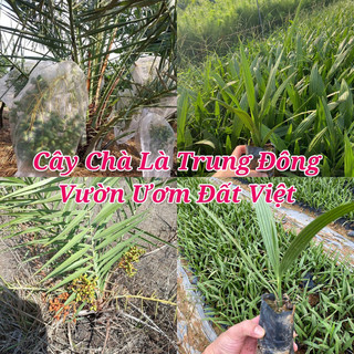 Cây giống Chà Là Trung Đông