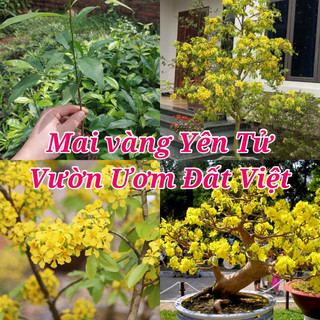 Cây giống mai vàng yên tử cây cao 20-25 cm