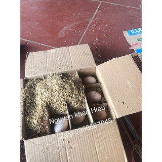 10 quả trứng gà chọi làm quà biếu ,thực phẩm