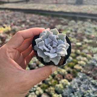 [CÓ GIÁ SỈ] sen đá Beauty size bầu 4-5cm