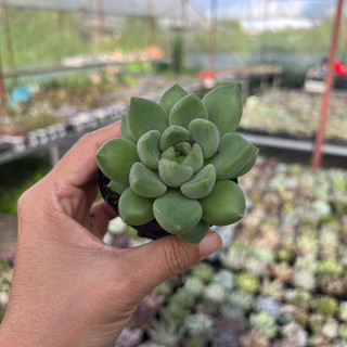 Cây sen đá sỏi quan âm size bầu 4-4,5cm, cây cảnh trang trí nhà cửa thuanphat garden