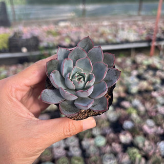 cây sen đá Hera size bầu 4-4,5cm, cây cảnh trang trí nhà cửa THUANPHAT GARDEN
