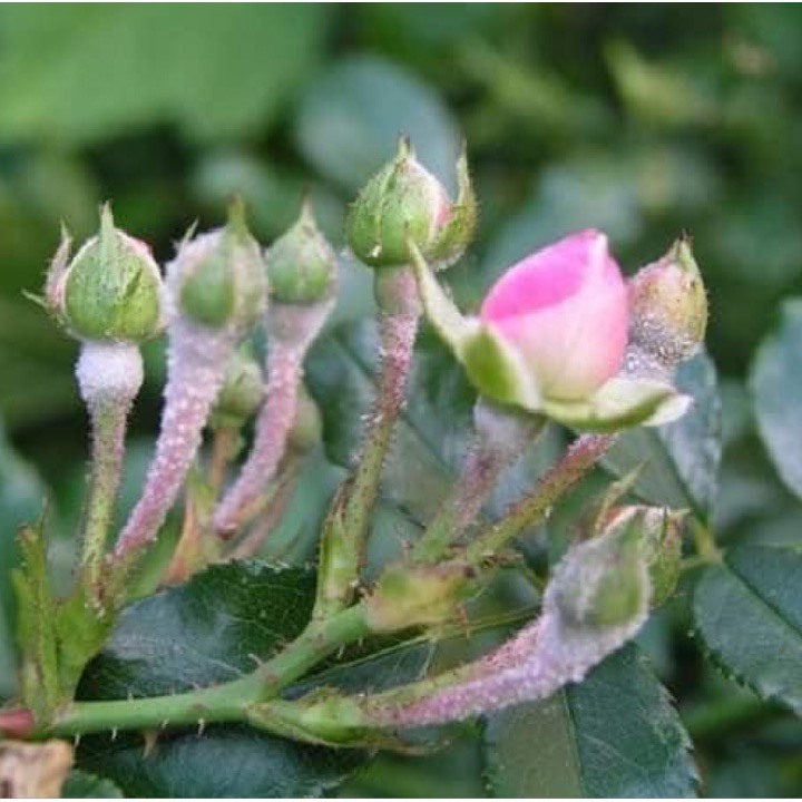 MisTop 350EC.trừ bệnh rỉ sắt, đốm đen, thán thư, phấn trắng, thối quả trên rau màu, hoa lan, hoa hồng, cây cảnh