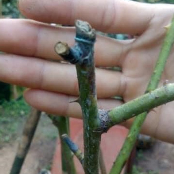 MisTop 350EC.trừ bệnh rỉ sắt, đốm đen, thán thư, phấn trắng, thối quả trên rau màu, hoa lan, hoa hồng, cây cảnh