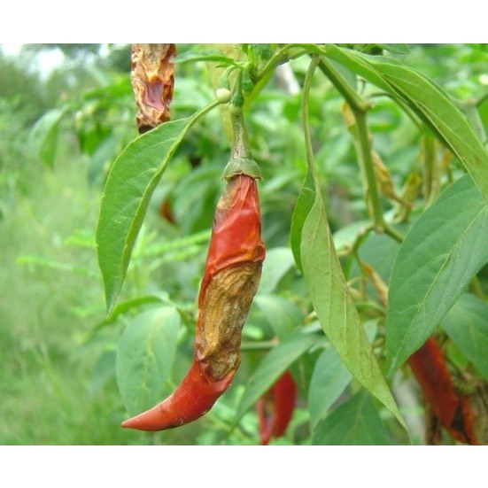 MisTop 350EC.trừ bệnh rỉ sắt, đốm đen, thán thư, phấn trắng, thối quả trên rau màu, hoa lan, hoa hồng, cây cảnh