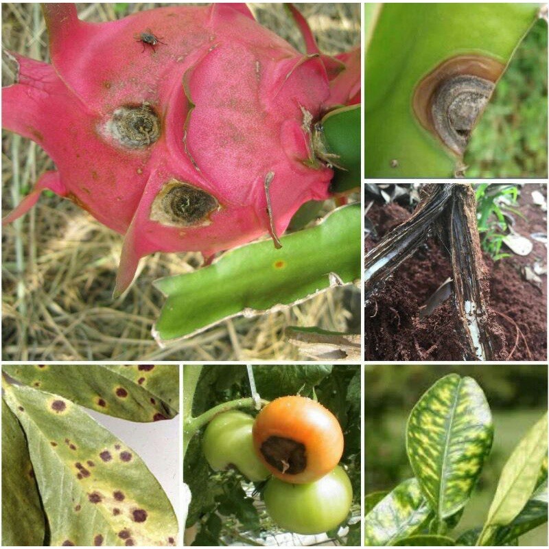 MisTop 350EC.trừ bệnh rỉ sắt, đốm đen, thán thư, phấn trắng, thối quả trên rau màu, hoa lan, hoa hồng, cây cảnh