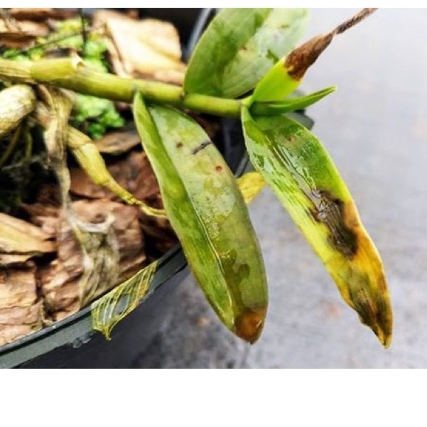 MisTop 350EC.trừ bệnh rỉ sắt, đốm đen, thán thư, phấn trắng, thối quả trên rau màu, hoa lan, hoa hồng, cây cảnh