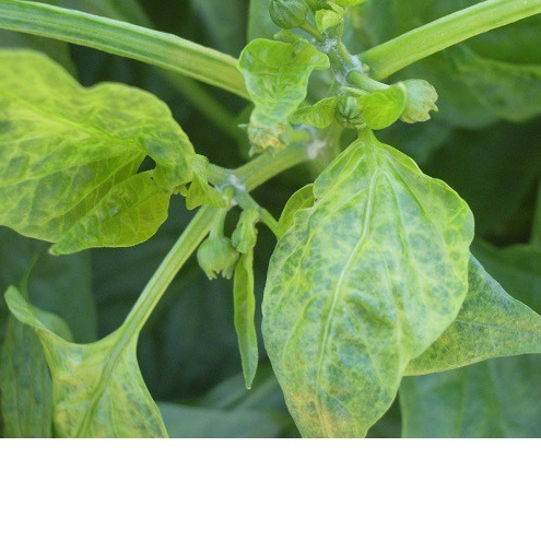 MisTop 350EC.trừ bệnh rỉ sắt, đốm đen, thán thư, phấn trắng, thối quả trên rau màu, hoa lan, hoa hồng, cây cảnh