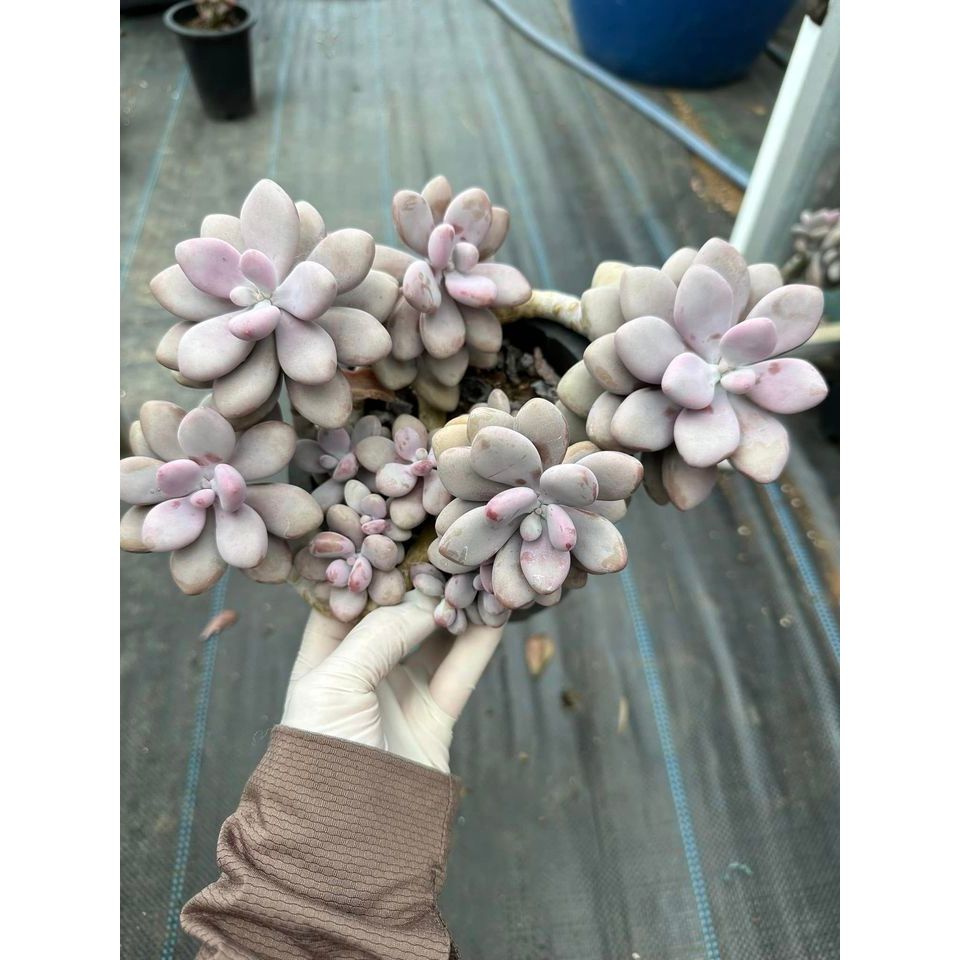 Sen đá sỏi hồng