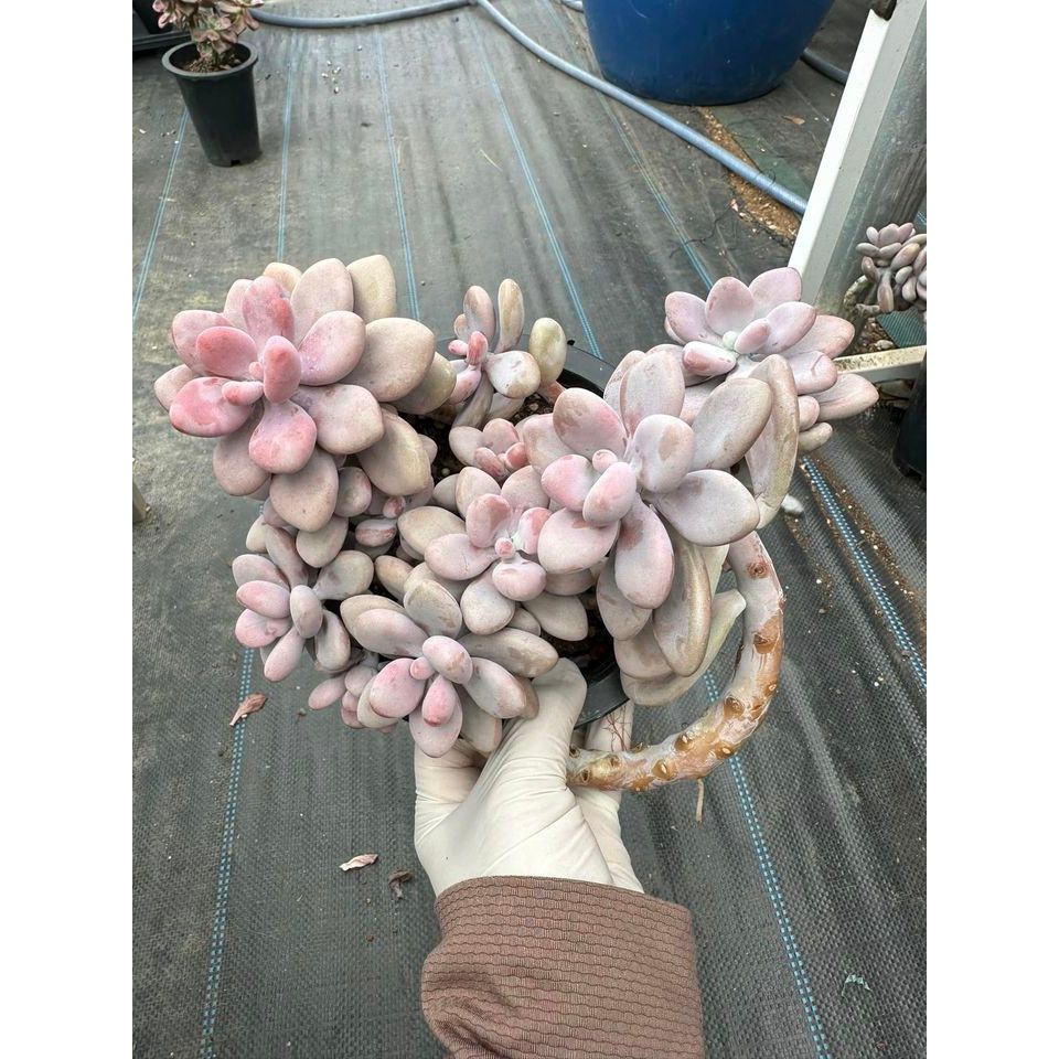 Sen đá sỏi hồng