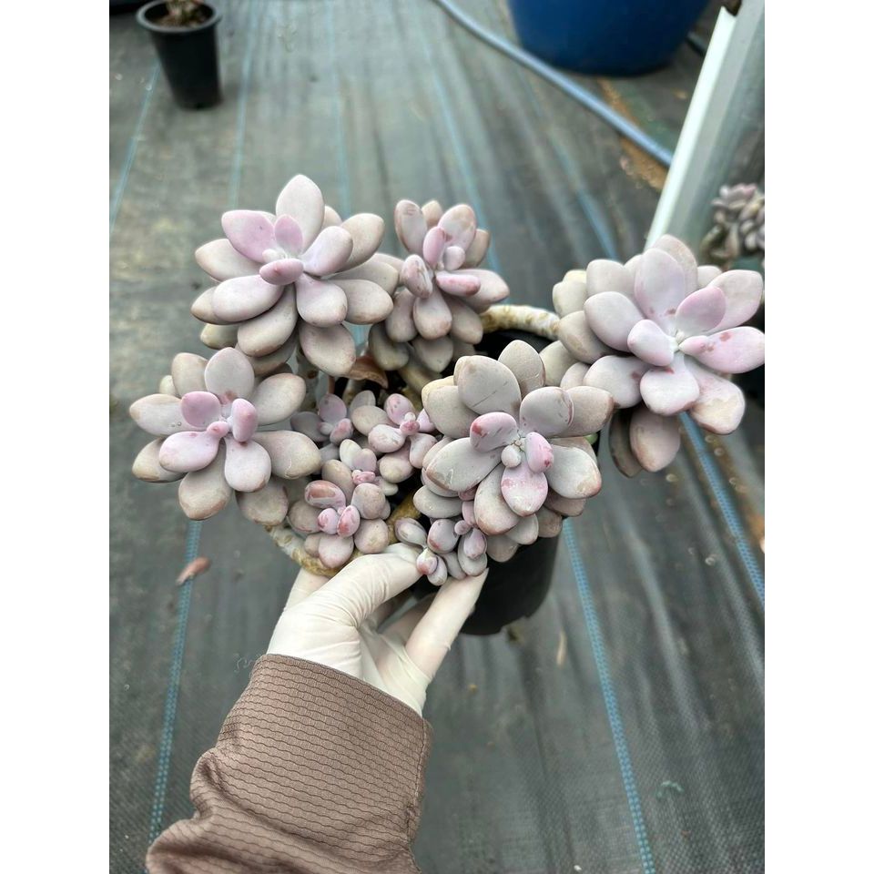 Sen đá sỏi hồng