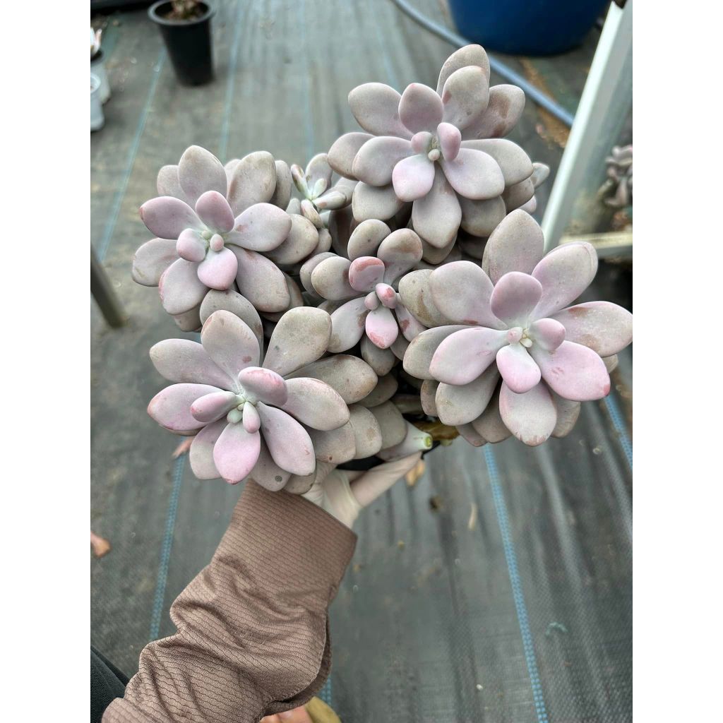 Sen đá sỏi hồng