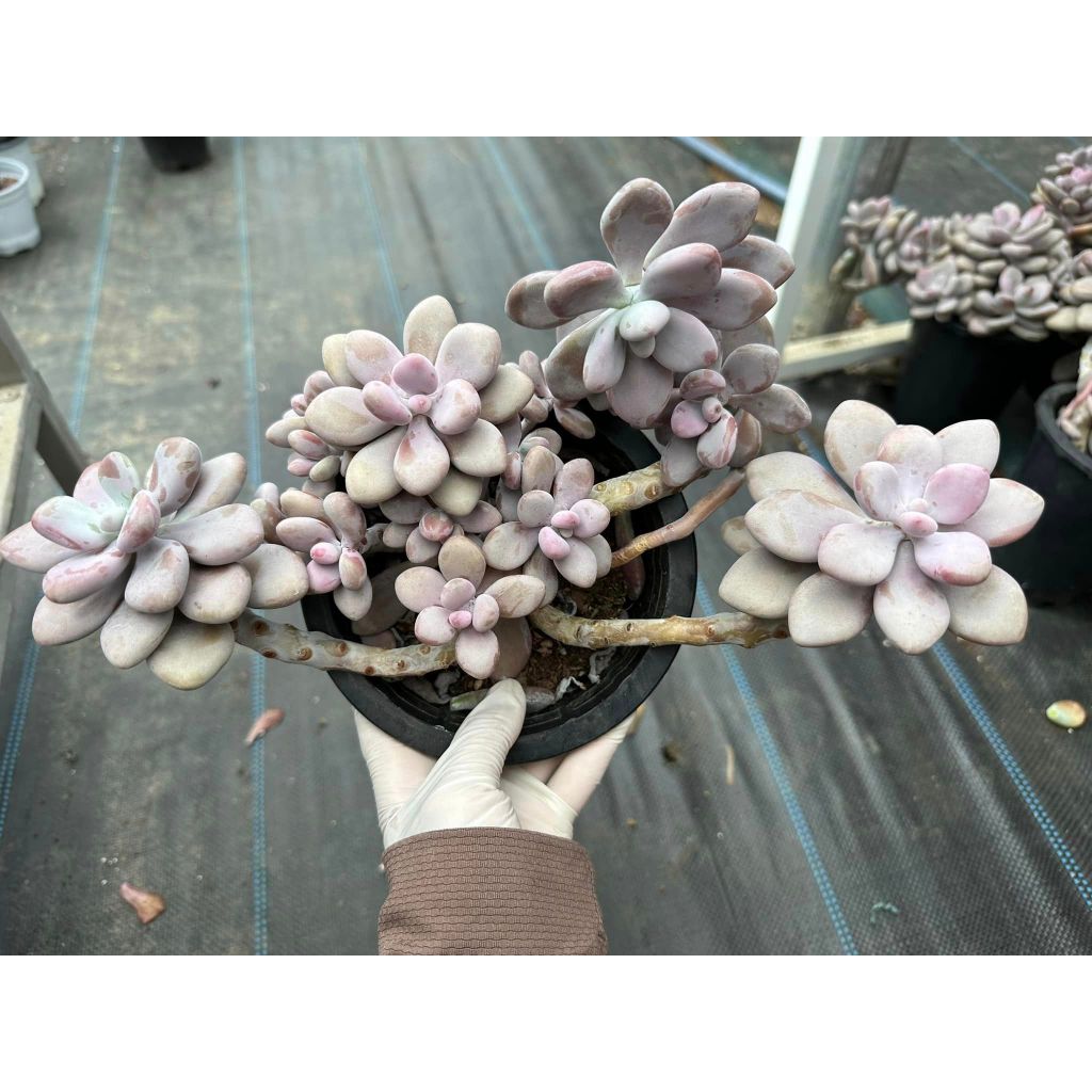 Sen đá sỏi hồng