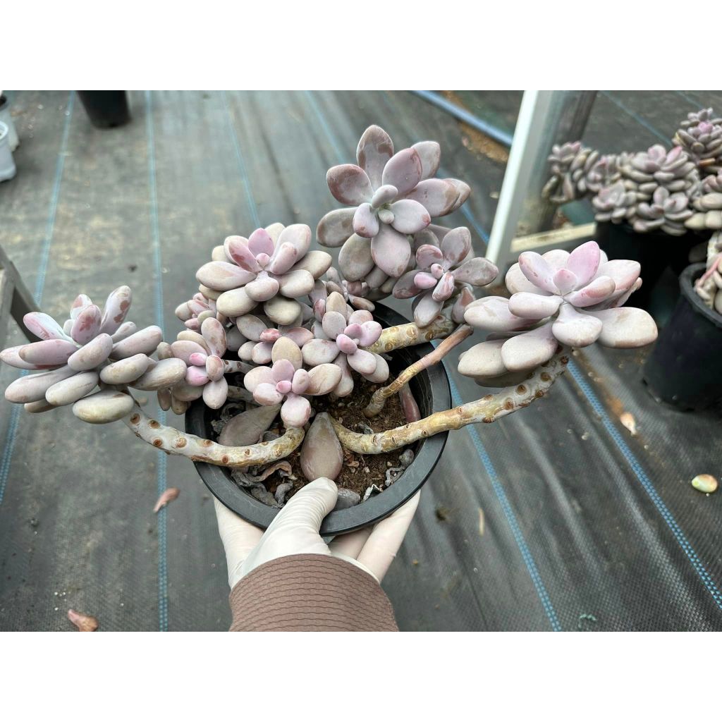 Sen đá sỏi hồng