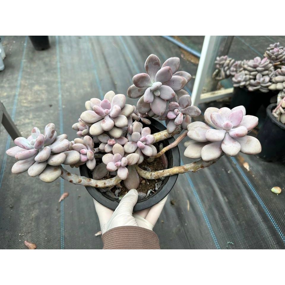 Sen đá sỏi hồng