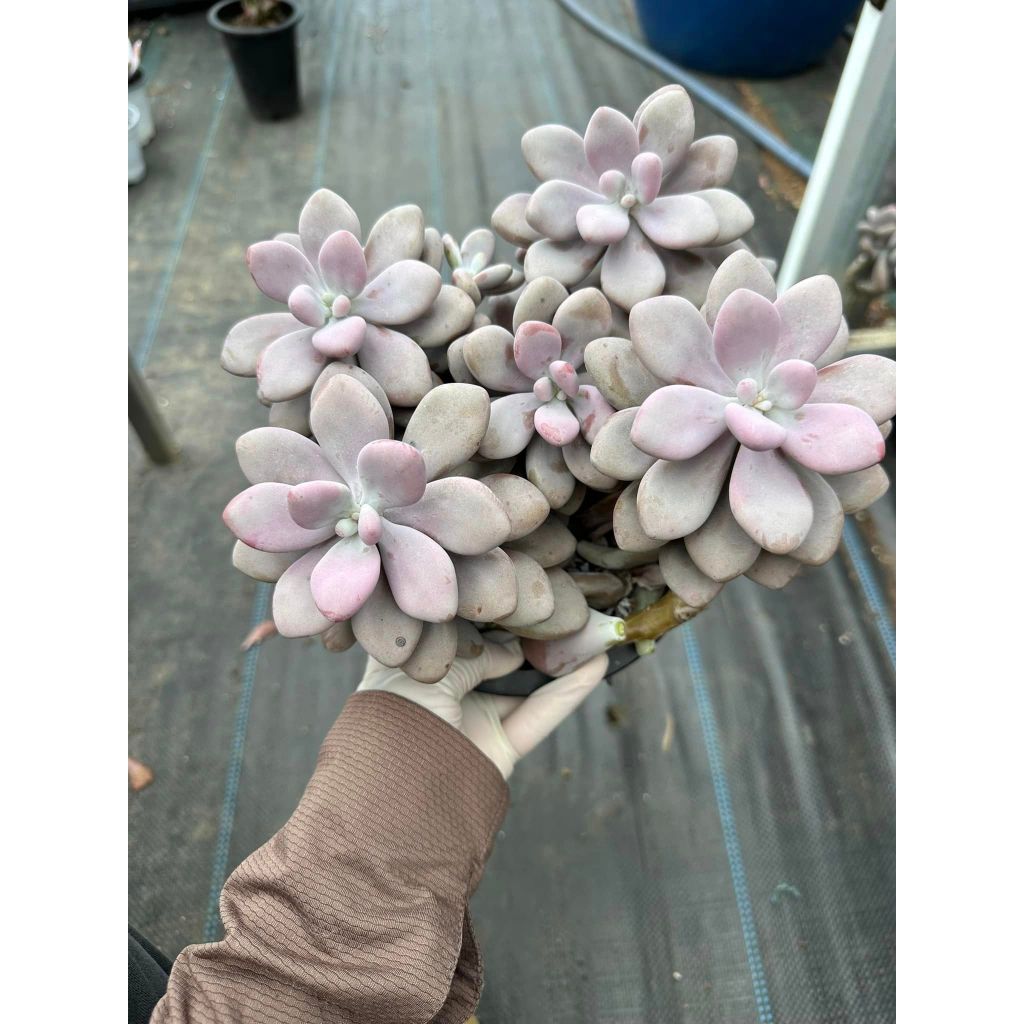 Sen đá sỏi hồng