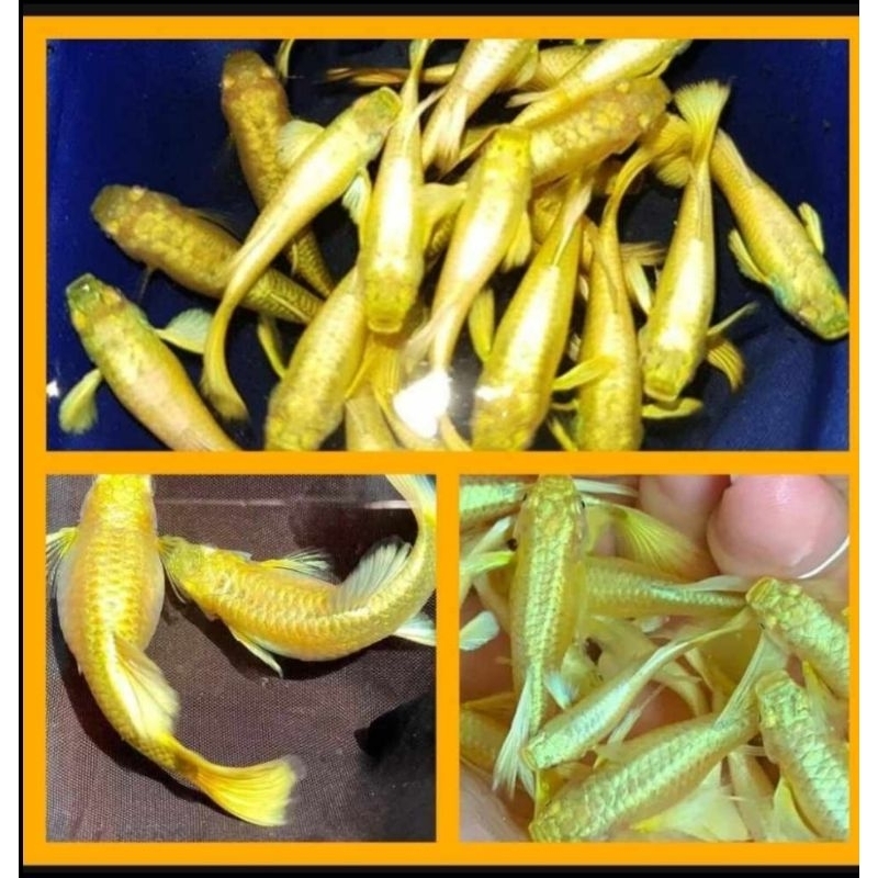 75k 5 cặp full gold