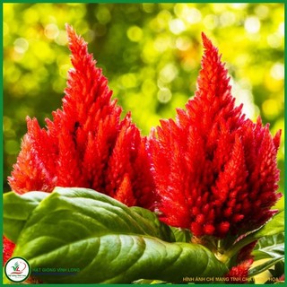 Hạt giống hoa Mào gà lửa lùn màu đỏ - 10 hạt