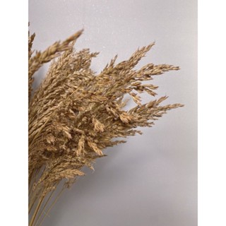  50 bông lúa mì indo màu nguyên bản 