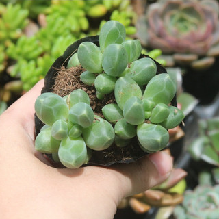 Sen đá kim cương, size 4-6cm