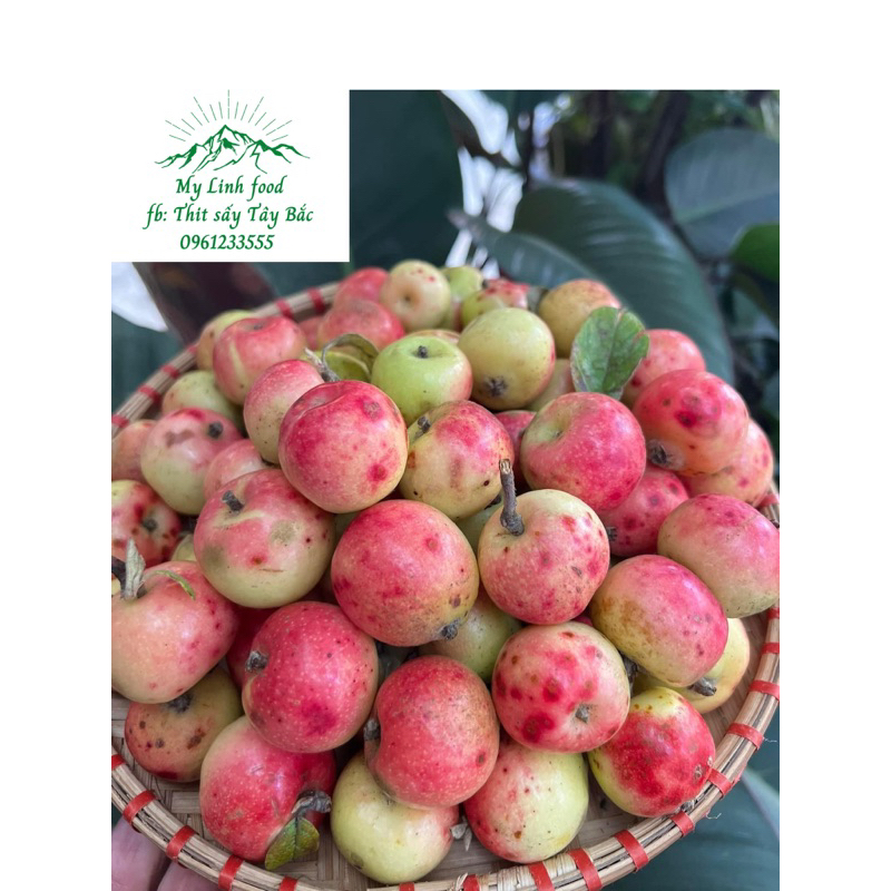 Táo mèo tươi Mù cang chải