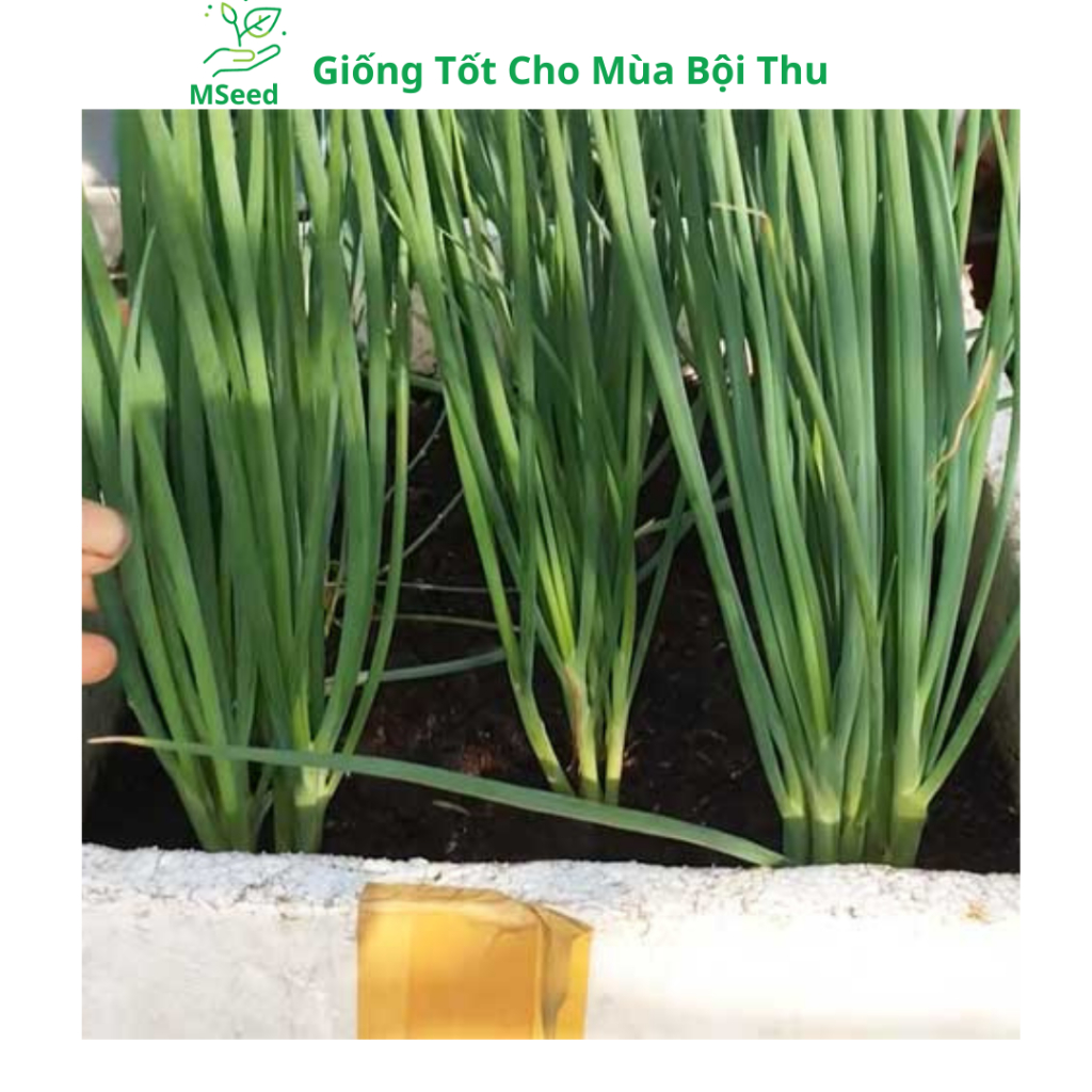 Hạt giống Hành lá, Hành hoa, Hành hương chịu nhiệt dễ trồng - MSeed