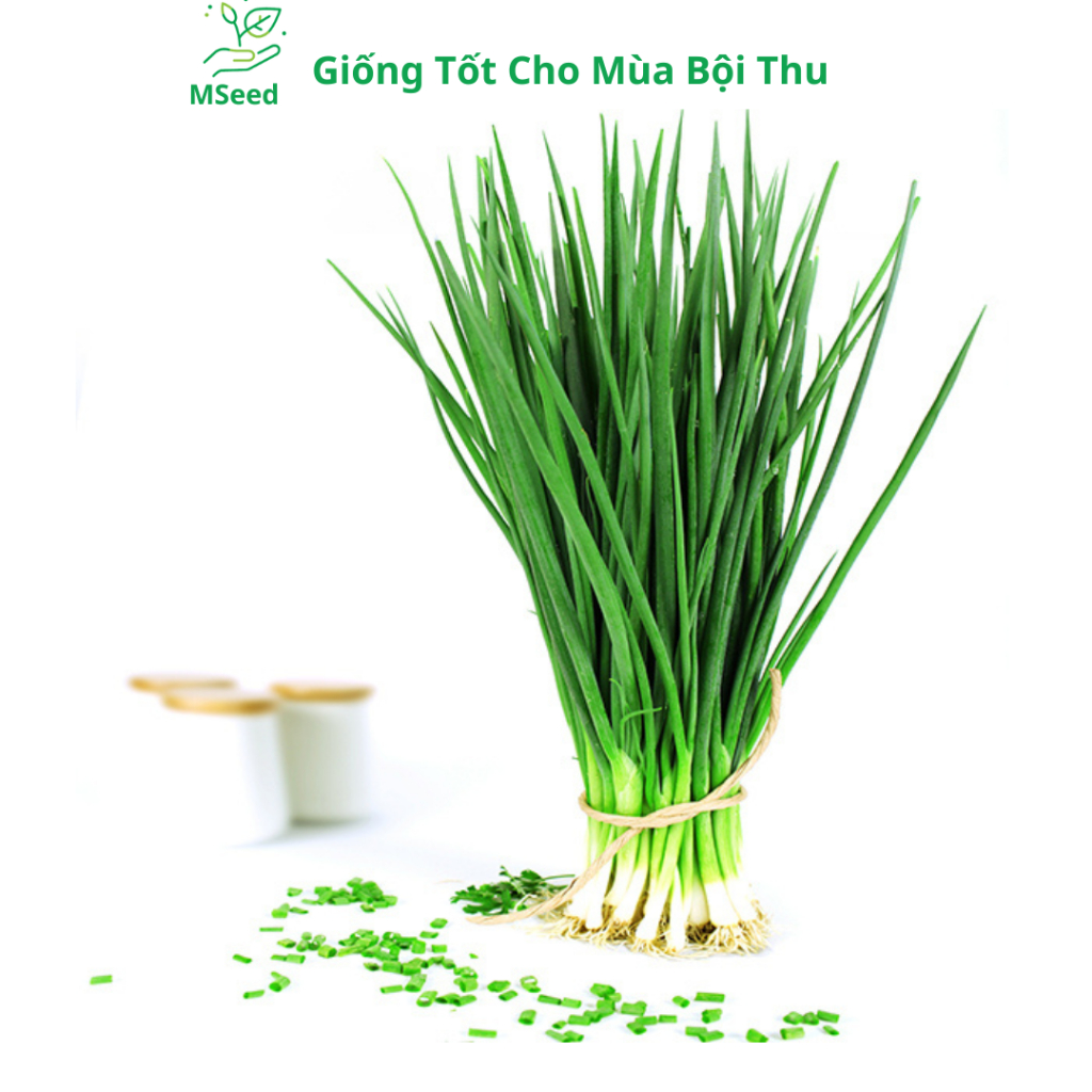 Hạt giống Hành lá, Hành hoa, Hành hương chịu nhiệt dễ trồng - MSeed