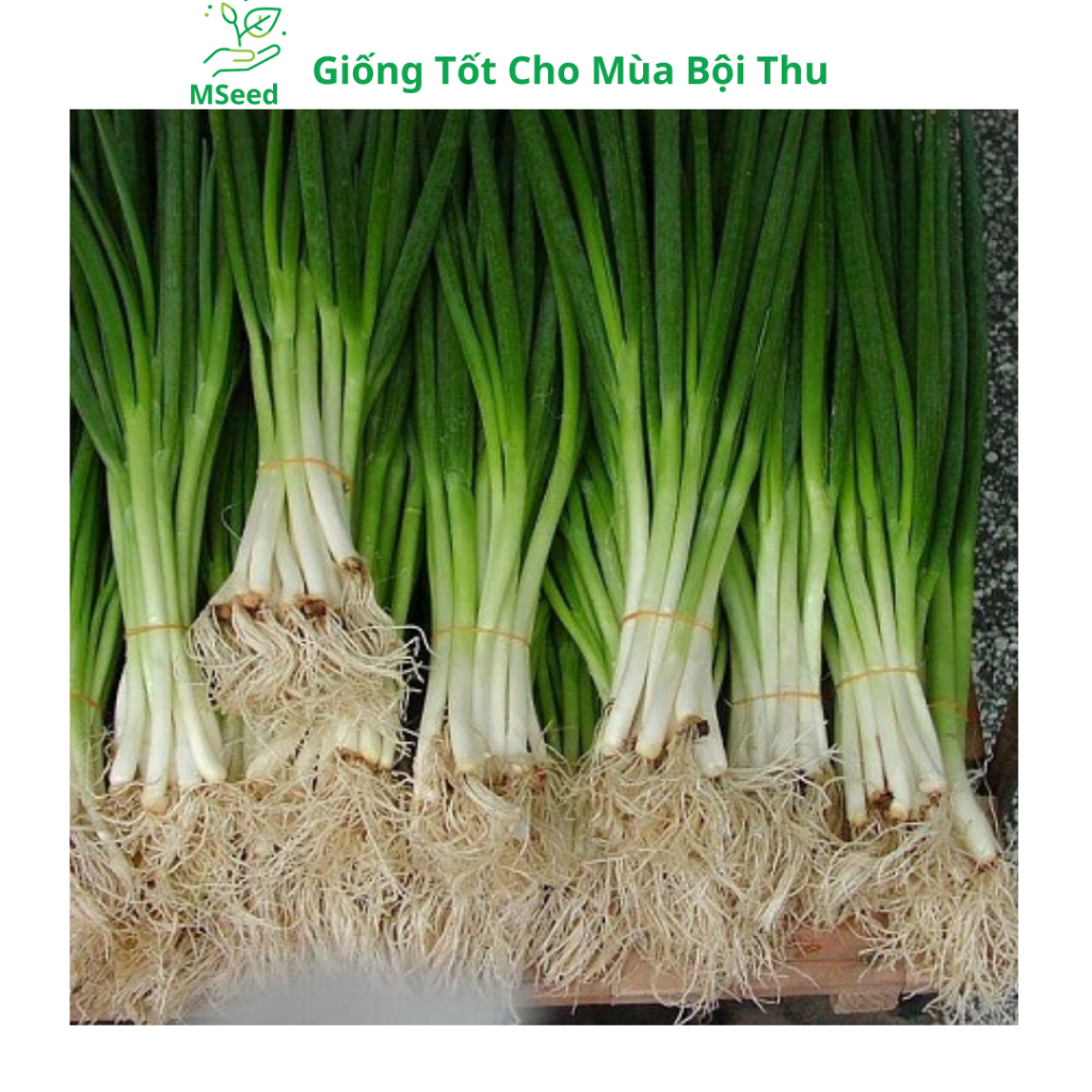 Hạt giống Hành lá, Hành hoa, Hành hương chịu nhiệt dễ trồng - MSeed