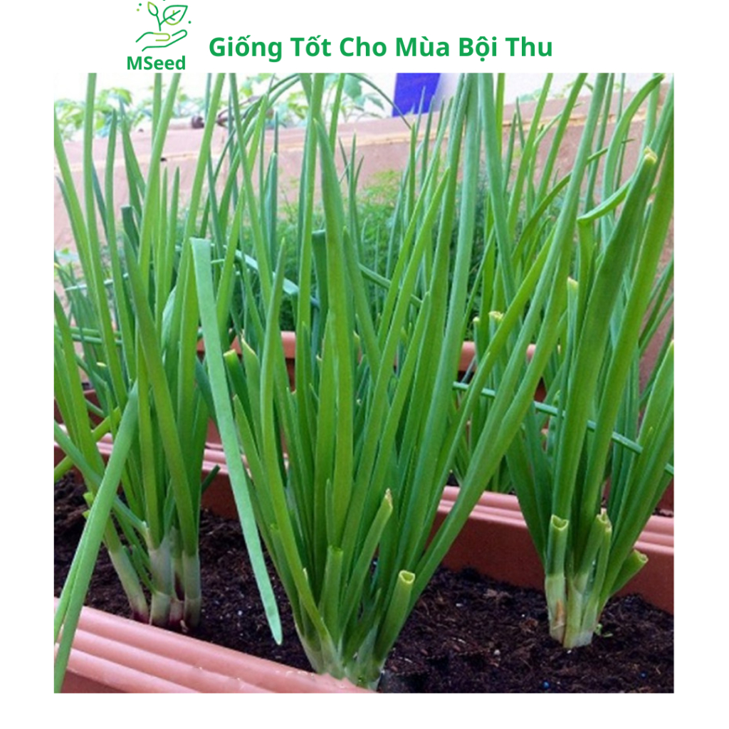 Hạt giống Hành lá, Hành hoa, Hành hương chịu nhiệt dễ trồng - MSeed