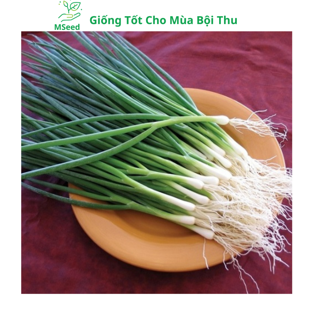 Hạt giống Hành lá, Hành hoa, Hành hương chịu nhiệt dễ trồng - MSeed