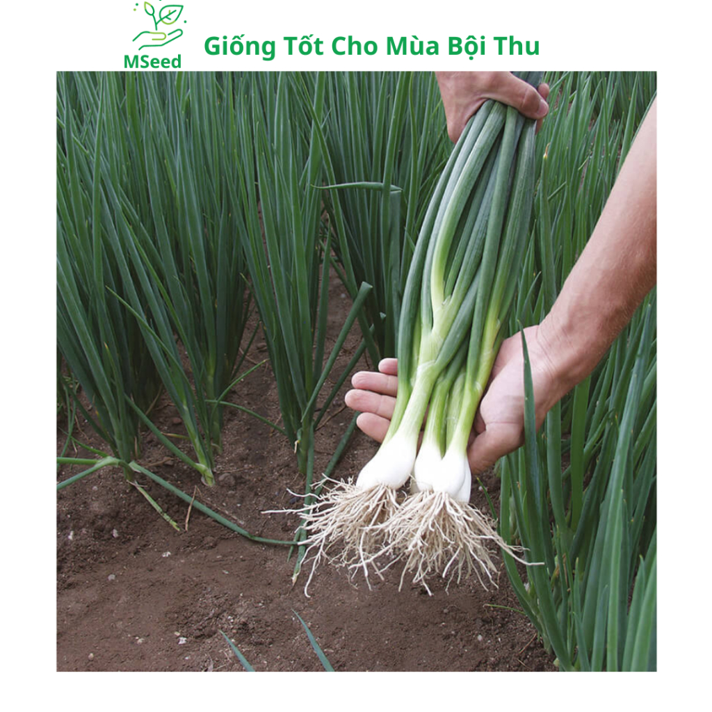 Hạt giống Hành lá, Hành hoa, Hành hương chịu nhiệt dễ trồng - MSeed