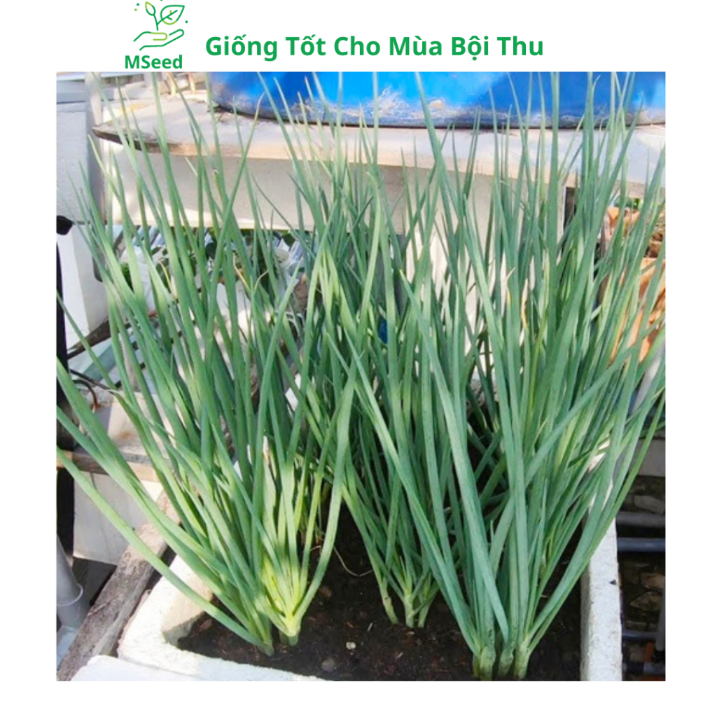 Hạt giống Hành lá, Hành hoa, Hành hương chịu nhiệt dễ trồng - MSeed