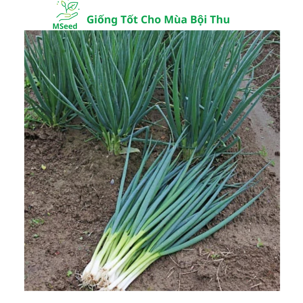 Hạt giống Hành lá, Hành hoa, Hành hương chịu nhiệt dễ trồng - MSeed