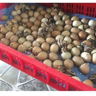 10 Quả chim trĩ Đỏ luộc chiên ăn đều đc