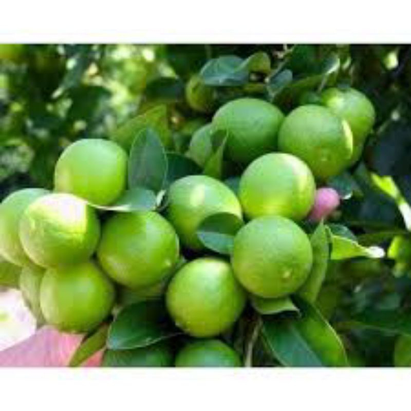 Chanh ta, Chanh xanh tươi - Giao Hoả Tốc 30p