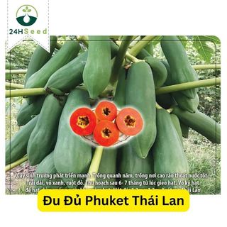 Hạt giống đu đủ phuket thái lan gói 20 hạt 24hseed