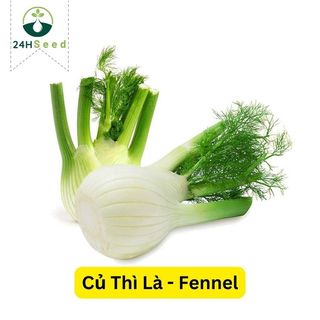 Hạt giống củ thì là Fennel củ hồi gói 50 hạt 24HSeed