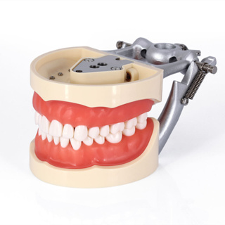 Mẫu hàm nha khoa, Thực hành mài cùi răng nhựa ST42